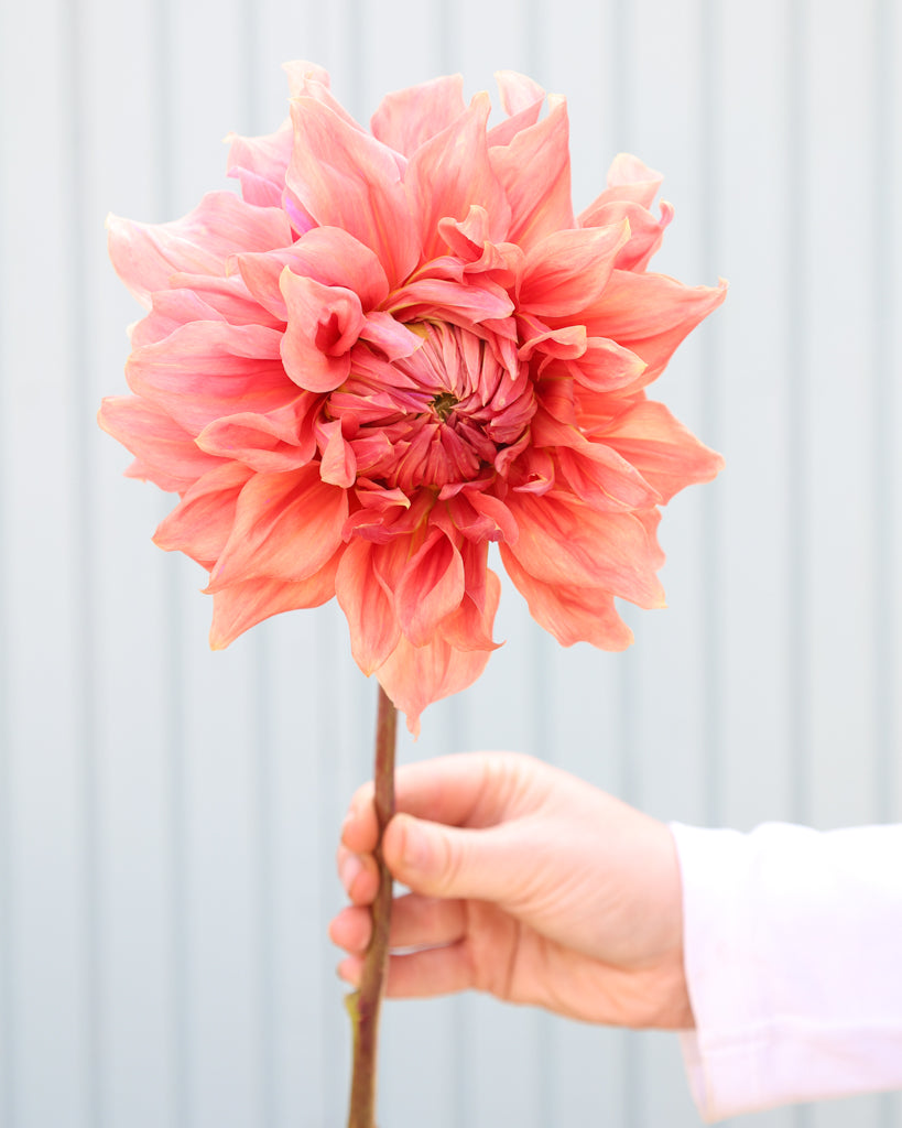 Eine Dahlienbluete der Sorte Sierra Glow vor einem hellblauen Hintergrund.