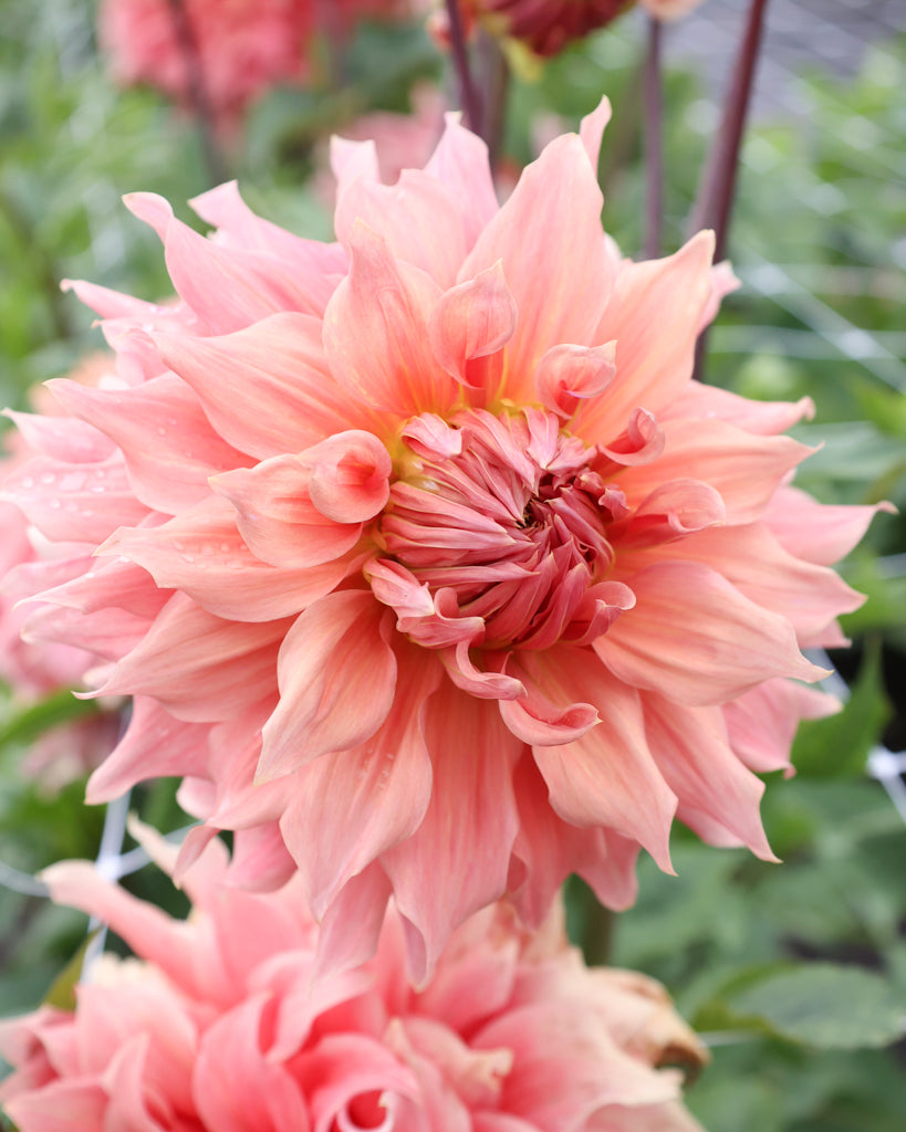 Eine Dahlienbluete der Sorte Sierra Glow im Beet.