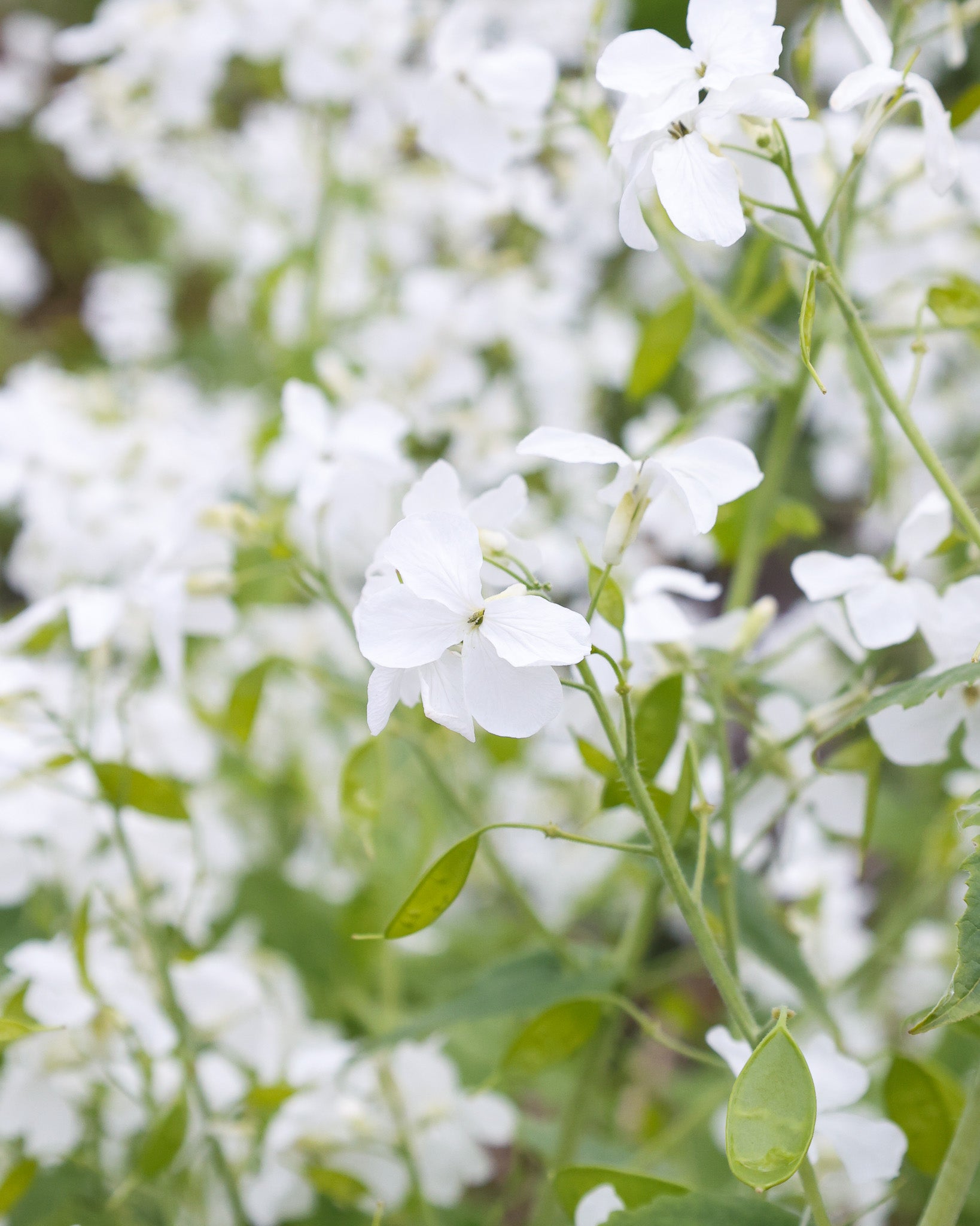 Nahaufnahme der weißen Blüten des Silberblatts (Lunaria annua ‘Weiß’)