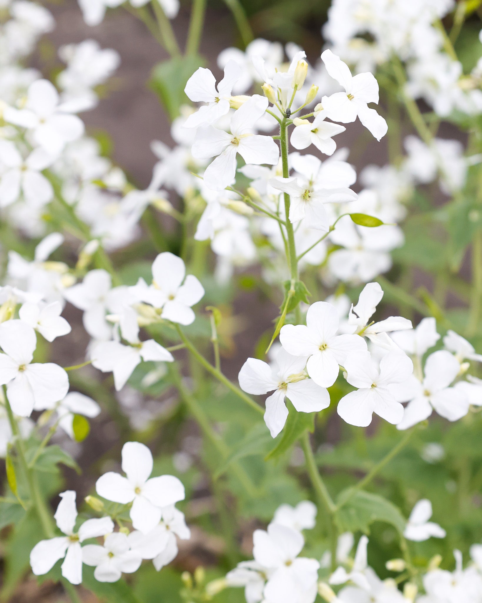 Nahaufnahme der weißen Blüten des Silberblatts (Lunaria annua ‘Weiß’)