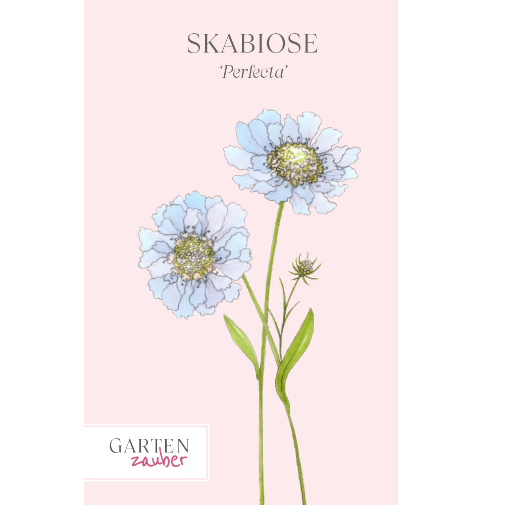 Vorderansicht Saatguttuete Skabiose 'Perfecta' Scabiosa caucasia aus der Gartenzauber-Saatgutserie