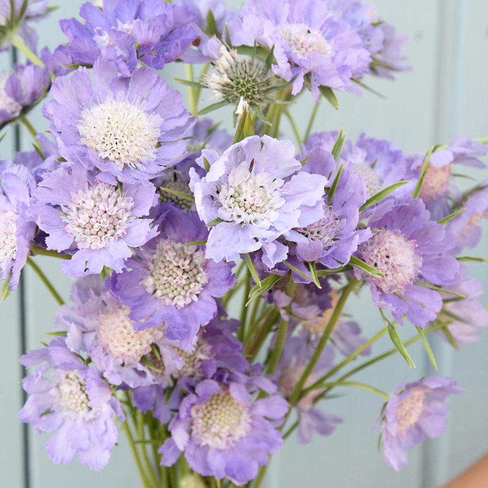 Bluehende Pflanze Skabiose 'Perfecta' Scabiosa caucasia aus der Gartenzauber-Saatgutserie