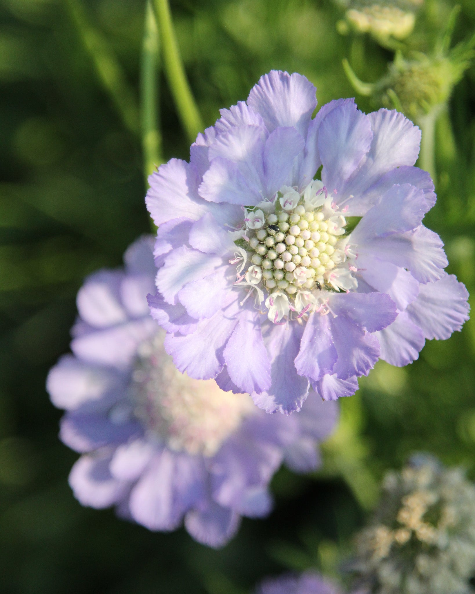 Zart violett-rosafarbene Blüten der Skabiose ‚Perfecta‘ mit dekorativer, gefranster Mitte.