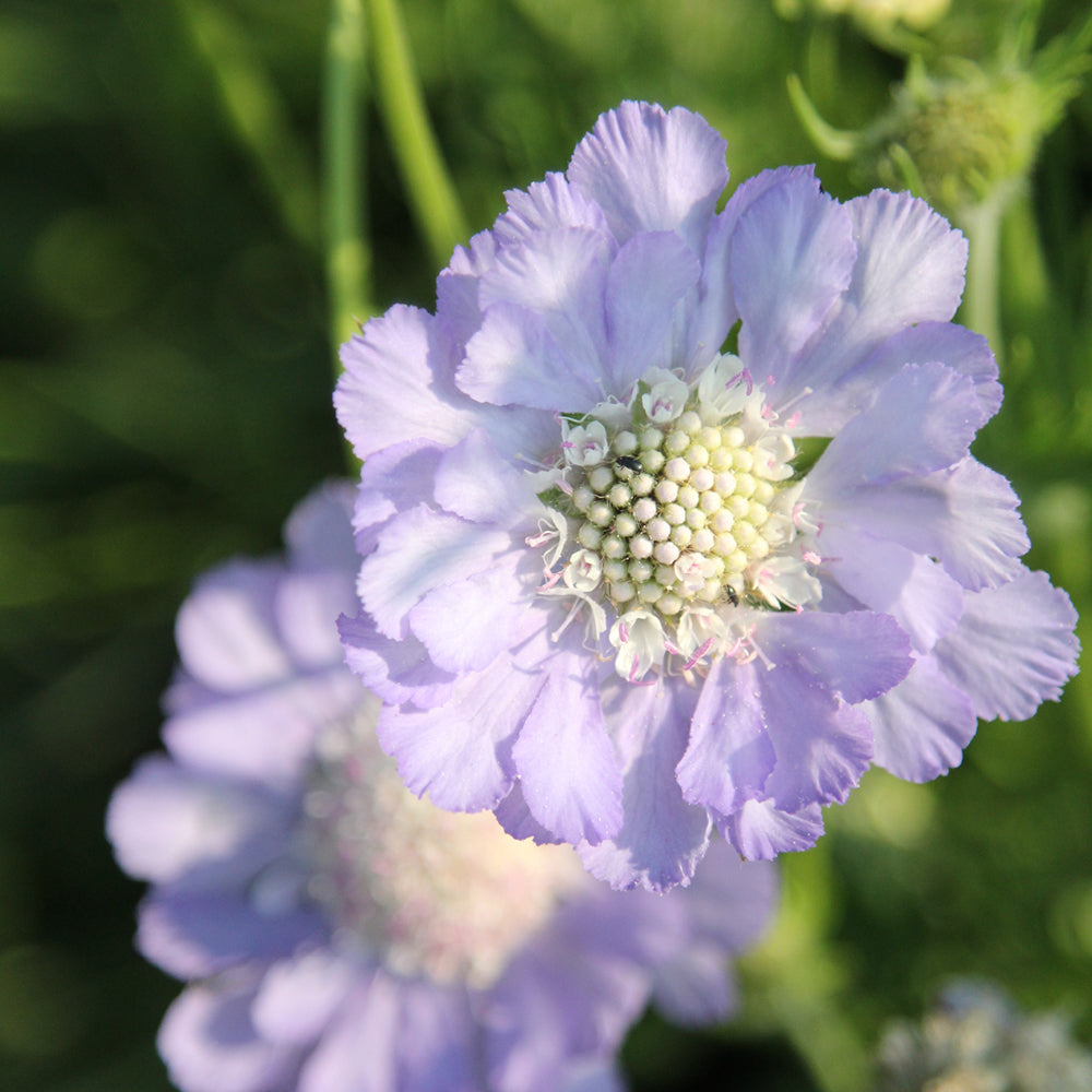 Bluehende Pflanze Skabiose 'Perfecta' Scabiosa caucasia aus der Gartenzauber-Saatgutserie