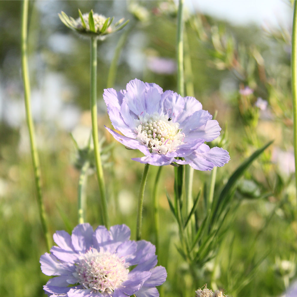 Bluehende Pflanze Skabiose 'Perfecta' Scabiosa caucasia aus der Gartenzauber-Saatgutserie