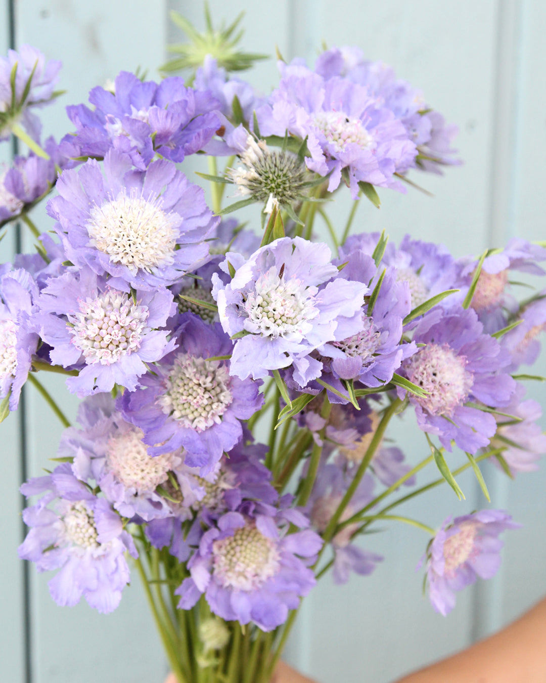 Bluehende Pflanze Skabiose 'Perfecta' Scabiosa caucasia aus der Gartenzauber-Saatgutserie