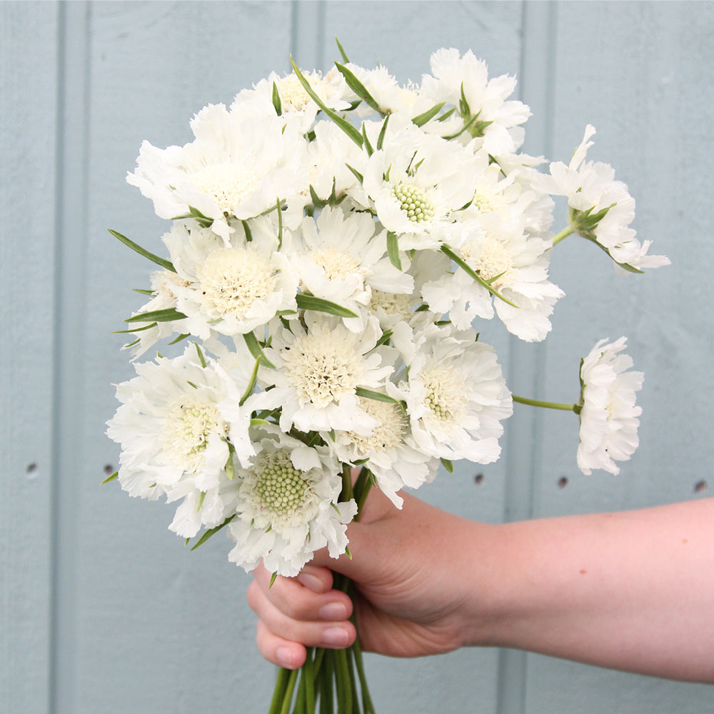Bluehende Pflanze Skabiose 'Perfecta Alba' Scabiosa caucasia aus der Gartenzauber-Saatgutserie