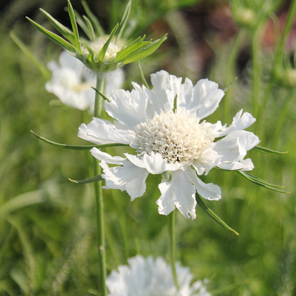 Bluehende Pflanze Skabiose 'Perfecta Alba' Scabiosa caucasia aus der Gartenzauber-Saatgutserie