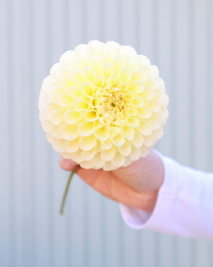 Eine Dahlienbluete der Sorte Skipley Moonglow vor einem hellblauen Hintergrund.