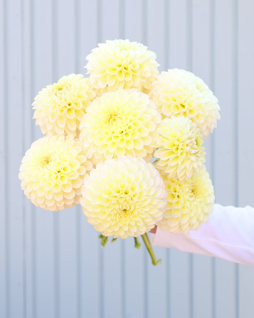 Ein Dahlienstrauß der Sorte Skipley Moonglow vor einem hellblauen Hintergrund.