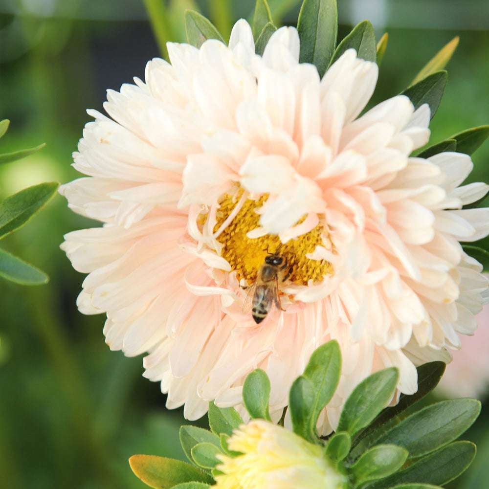 Bluehende Pflanze Sommeraster Callistephus chinensis `King Size Apricot`  aus der Gartenzauber-Saatgutserie mit Biene auf der Blüte