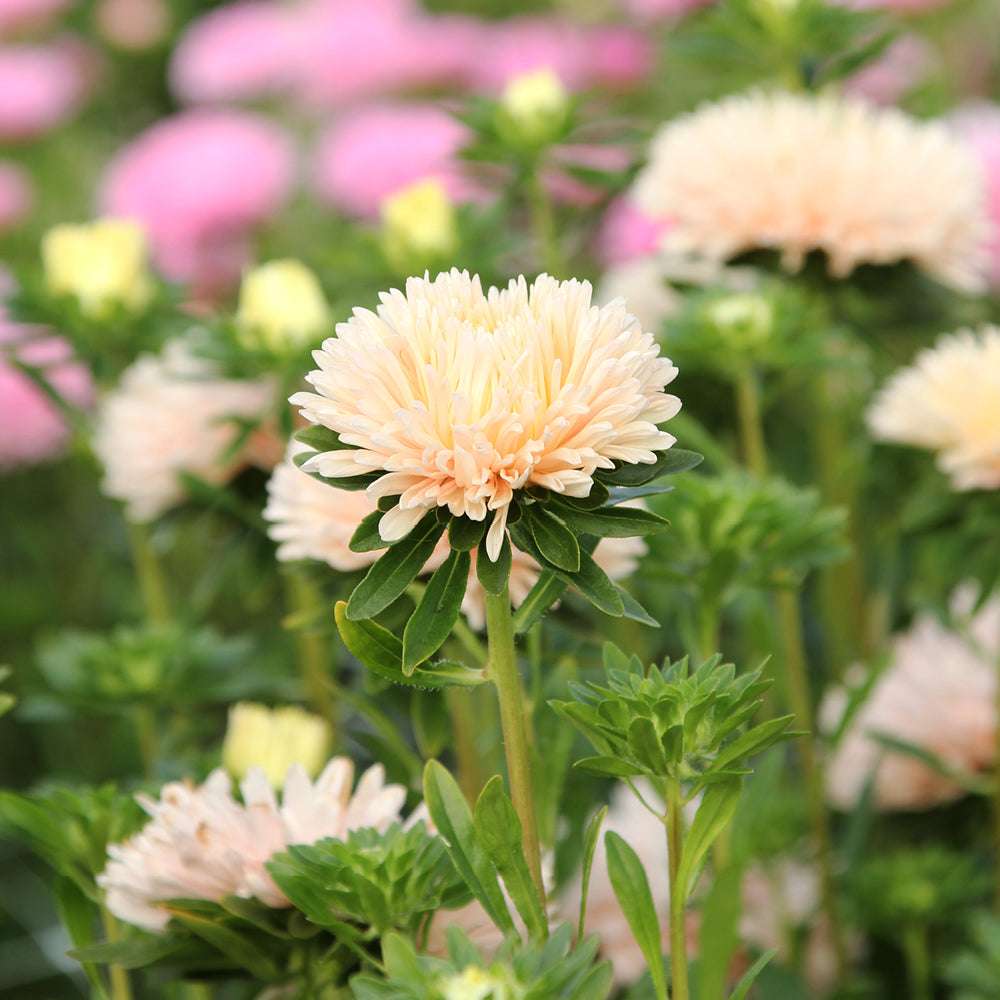 Bluehende Pflanze Sommeraster Callistephus chinensis `King Size Apricot`  aus der Gartenzauber-Saatgutserie
