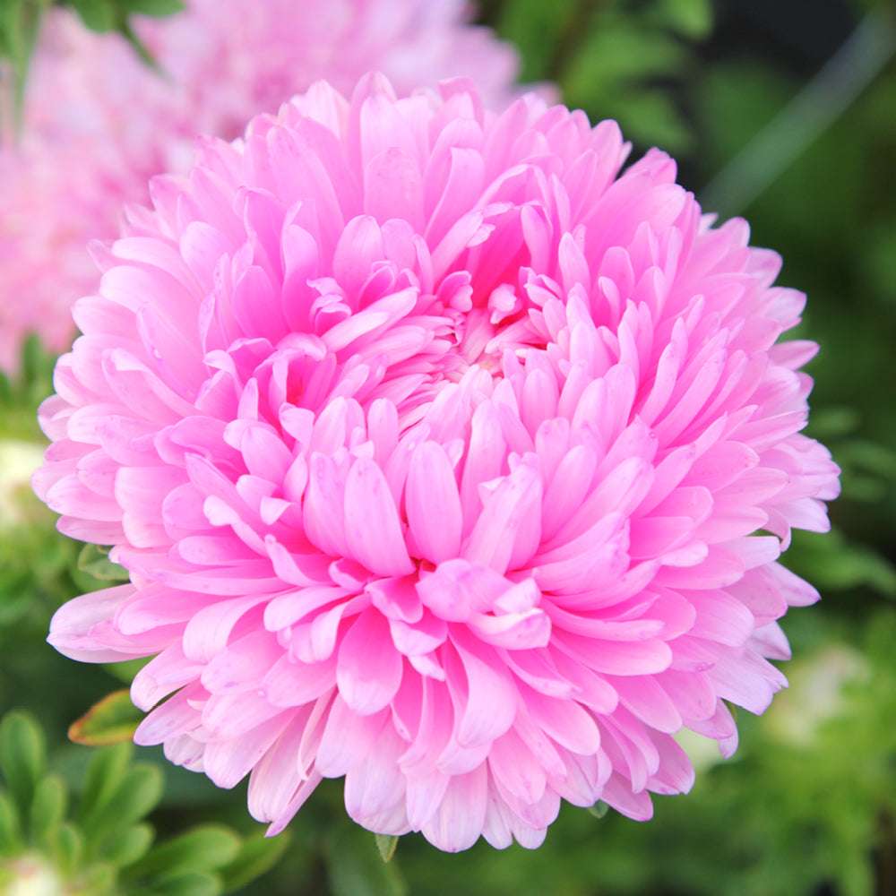 Bluehende Pflanze Borretsch - Borago officinalis ‘Bianca‘ aus der Gartenzauber-Saatgutserie