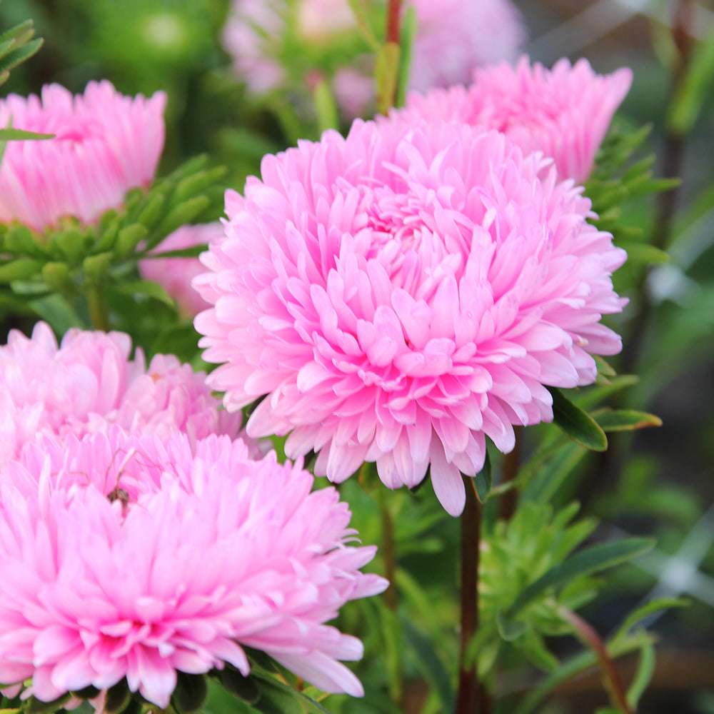 Bluehende Pflanze Borretsch - Borago officinalis ‘Bianca‘ aus der Gartenzauber-Saatgutserie