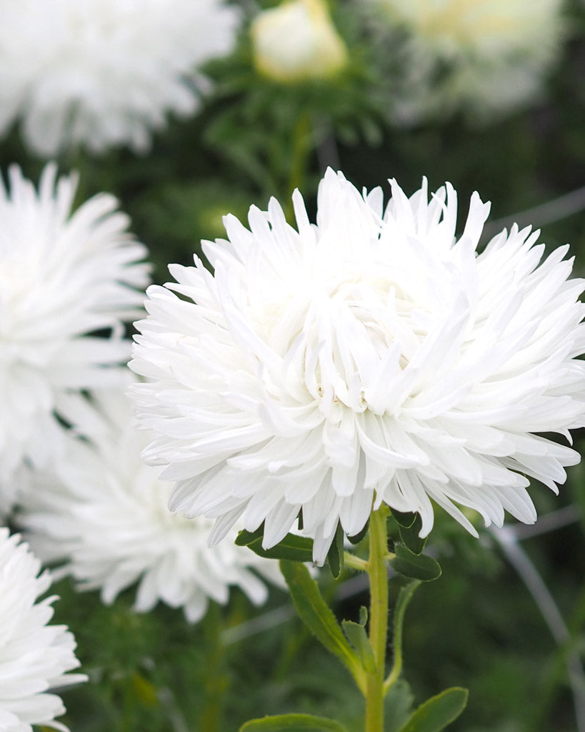 Nahaufnahme eines riesigen Blütenkopfes der Sommeraster (Callistephus chinensis ‘King Size White’) in reinem Weiß.