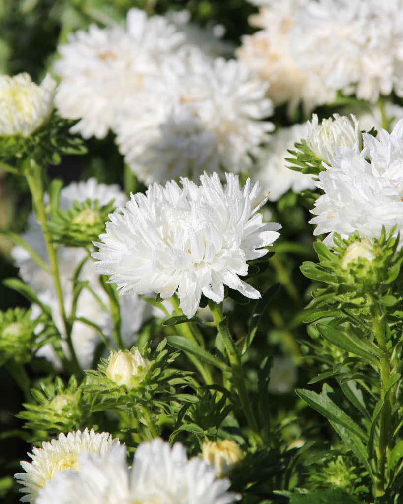 Bluehende Pflanze Sommeraster Callistephus chinensis `King Size White` aus der Gartenzauber-Saatgutserie