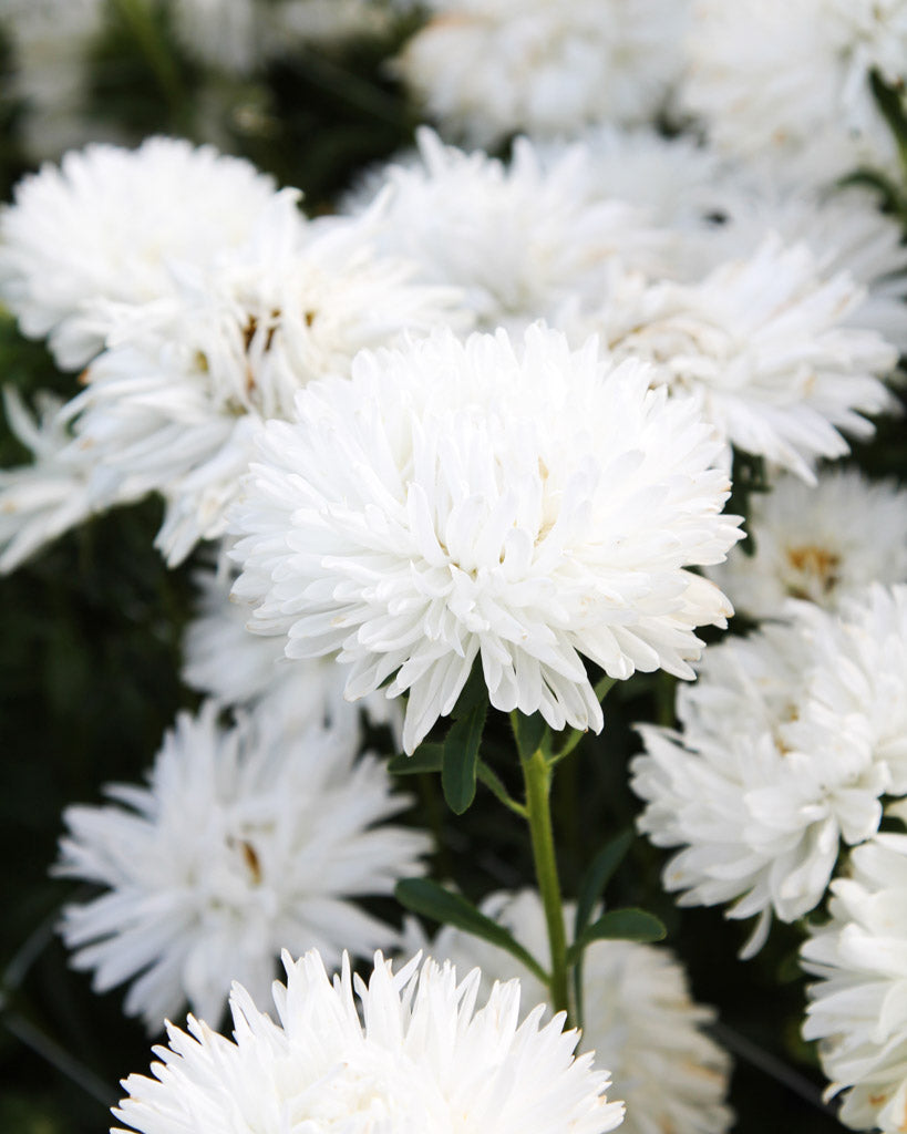 Mehrere riesige weiße Blütenköpfe der Sommeraster (Callistephus chinensis ‘King Size White’) blühend im Gartenbeet.