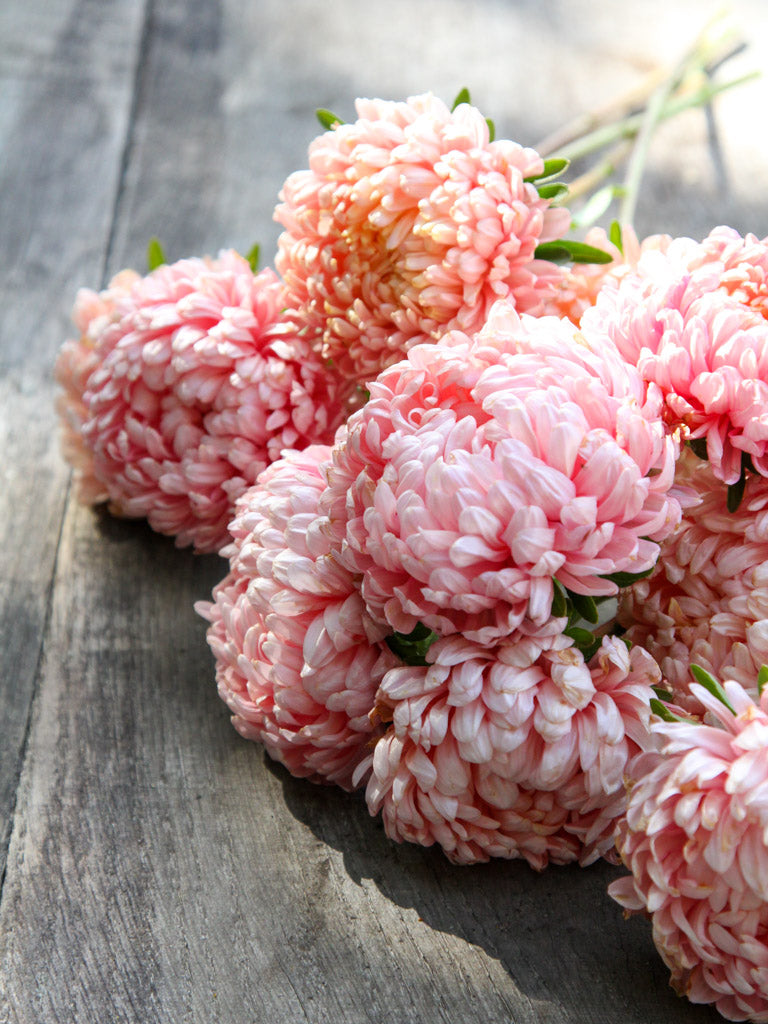 Sommeraster Callistephus chinensis `Tower Chamois` aus der Gartenzauber-Saatgutserie