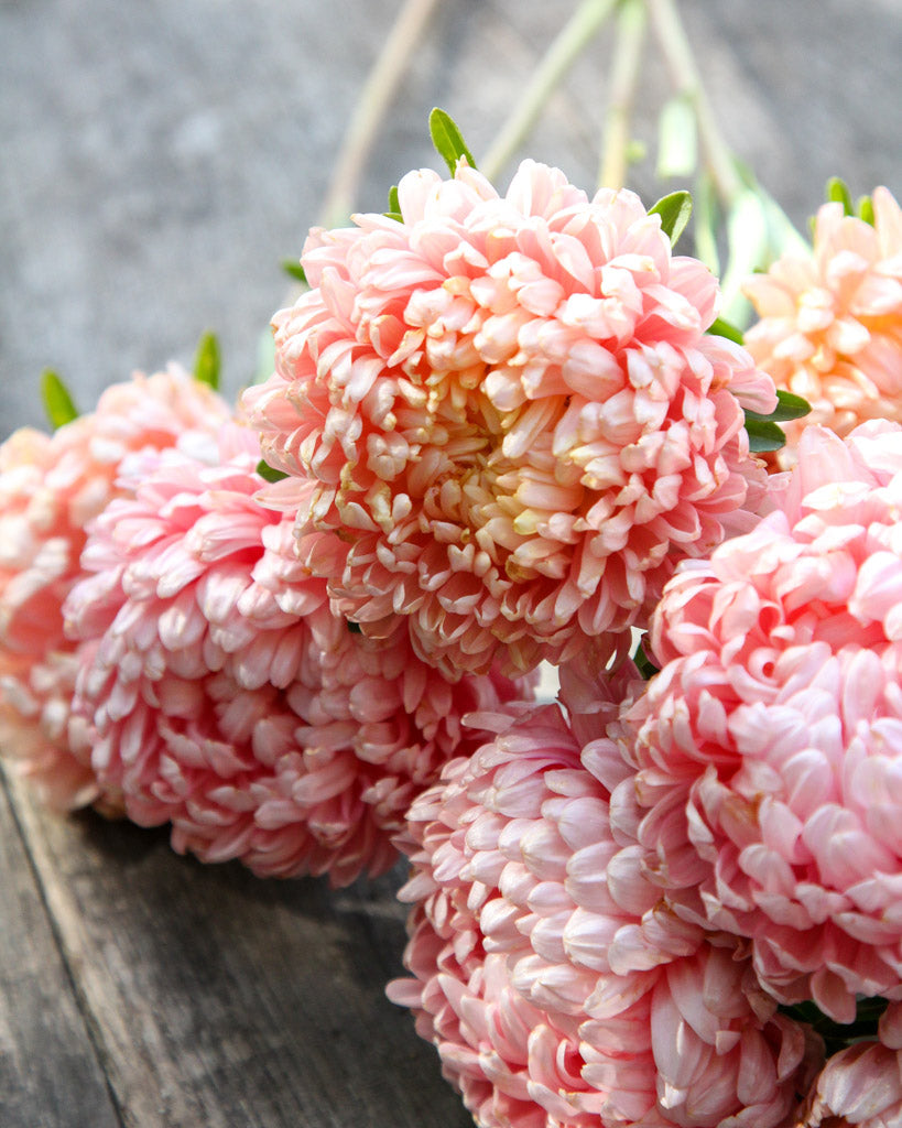 Sommeraster Callistephus chinensis `Tower Chamois` aus der Gartenzauber-Saatgutserie