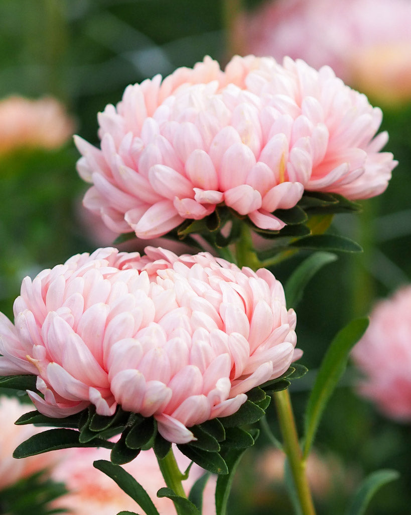 Sommeraster Callistephus chinensis `Tower Chamois` aus der Gartenzauber-Saatgutserie