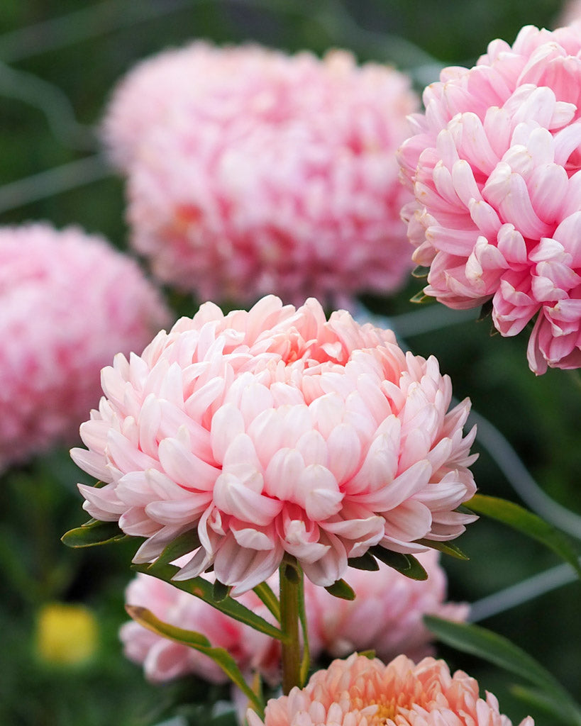 Sommeraster Callistephus chinensis `Tower Chamois` aus der Gartenzauber-Saatgutserie