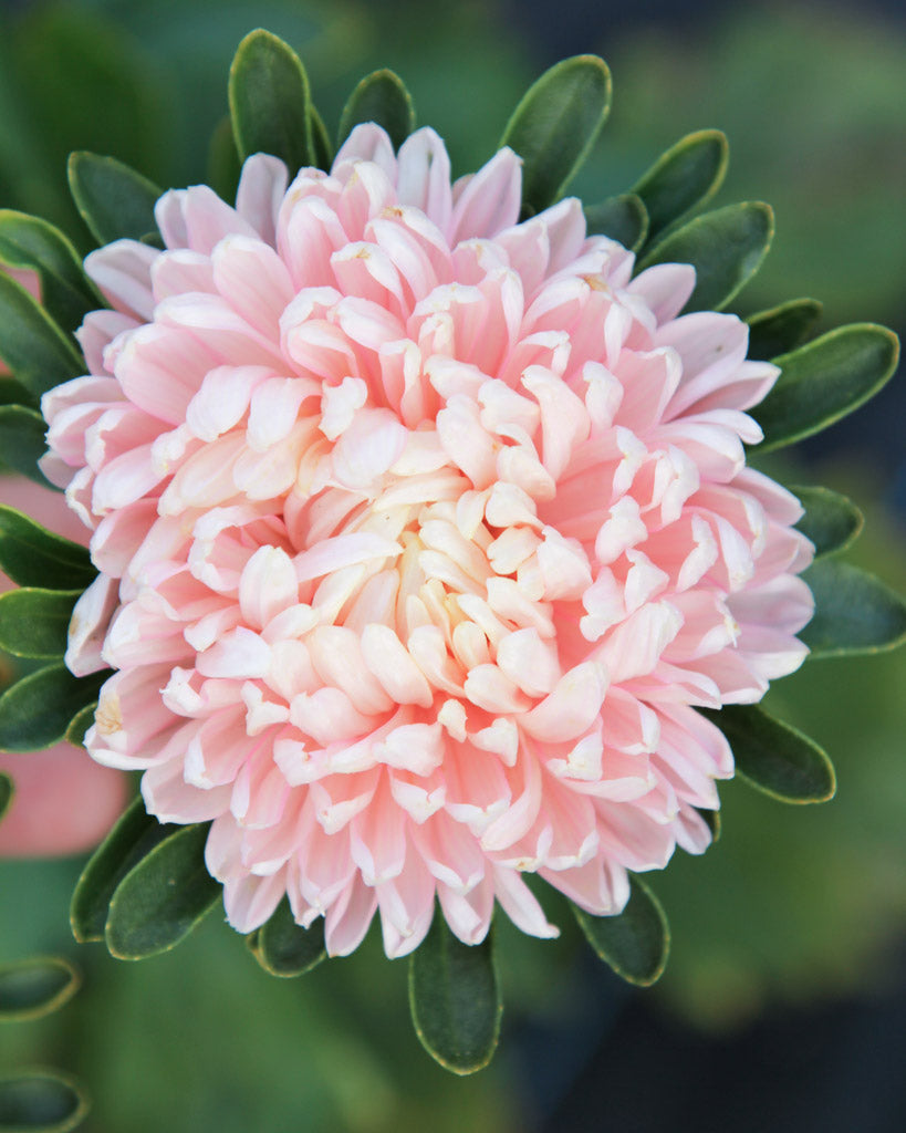 Sommeraster Callistephus chinensis `Tower Chamois` aus der Gartenzauber-Saatgutserie