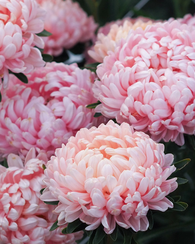 Sommeraster Callistephus chinensis `Tower Chamois` aus der Gartenzauber-Saatgutserie