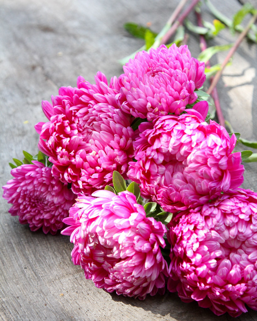 Bluehende Pflanze Sommeraster - Callistephus chinensis `Tower Salmon` aus der Gartenzauber-Saatgutserie