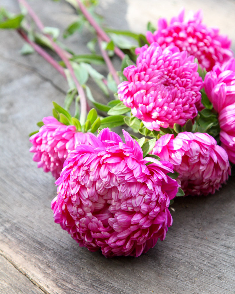 Bluehende Pflanze Sommeraster - Callistephus chinensis `Tower Salmon` aus der Gartenzauber-Saatgutserie