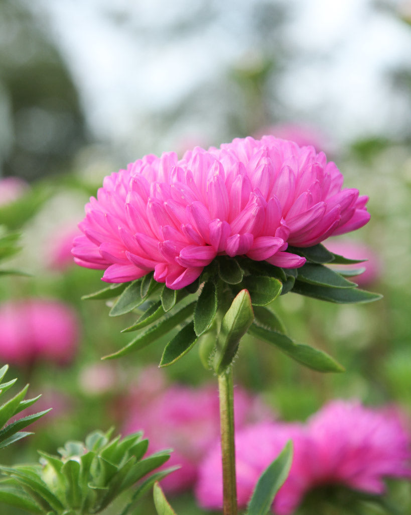 Bluehende Pflanze Sommeraster - Callistephus chinensis `Tower Salmon` aus der Gartenzauber-Saatgutserie
