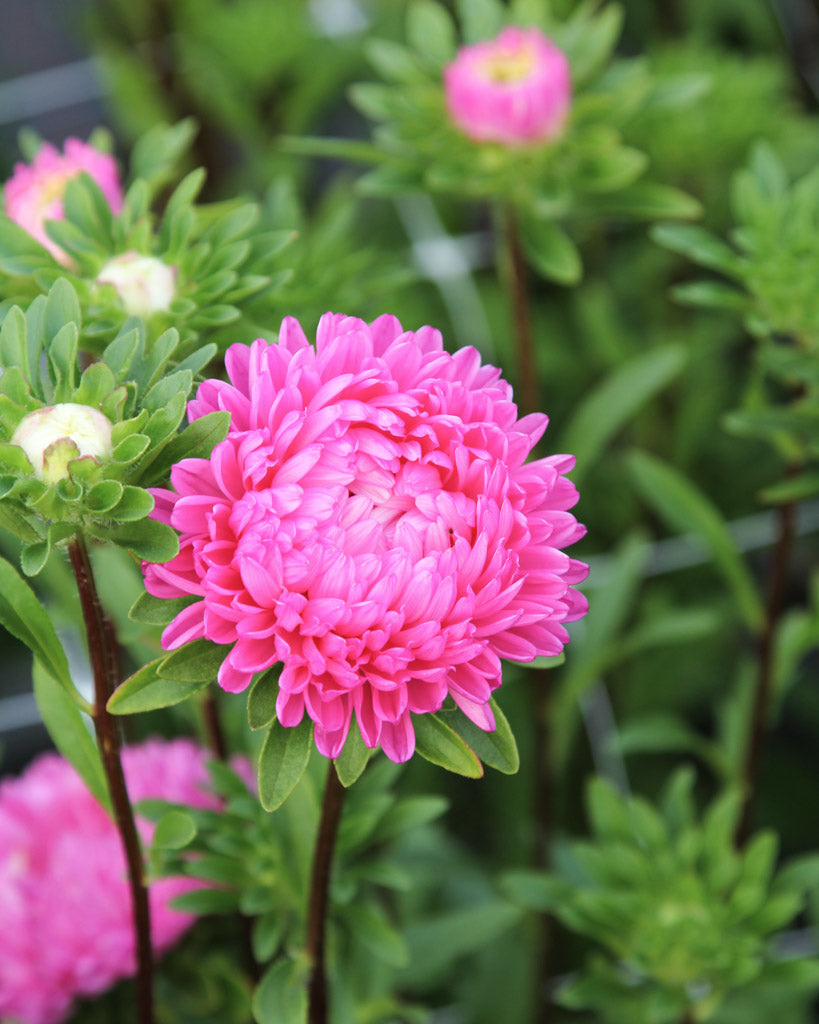 Bluehende Pflanze Sommeraster - Callistephus chinensis `Tower Salmon` aus der Gartenzauber-Saatgutserie