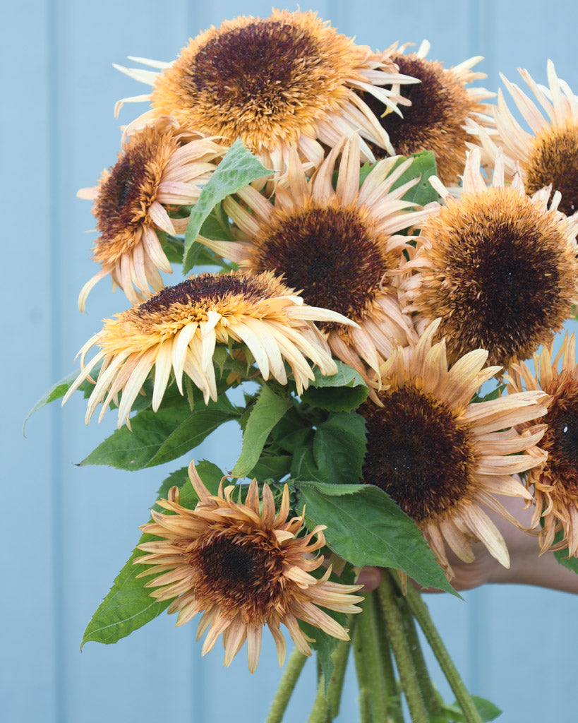 Bluehende Pflanze Sonnenblume 'Astra Rose' Helianthus annuus aus der Gartenzauber-Saatgutserie