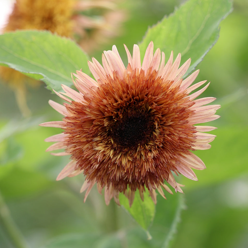 Bluehende Pflanze Sonnenblume 'Astra Rose' Helianthus annuus aus der Gartenzauber-Saatgutserie