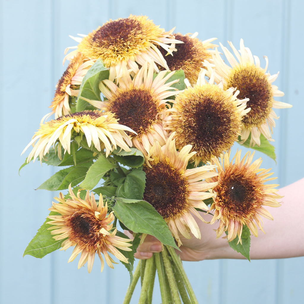 Bluehende Pflanze Sonnenblume 'Astra Rose' Helianthus annuus aus der Gartenzauber-Saatgutserie