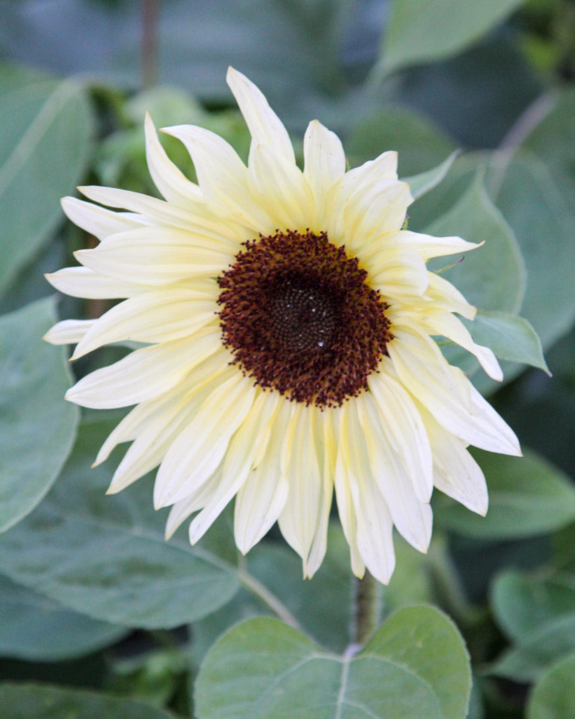 Bluehende Pflanze Sonnenblume - Helianthus annuus F1 `Buttercream` aus der Gartenzauber-Saatgutserie