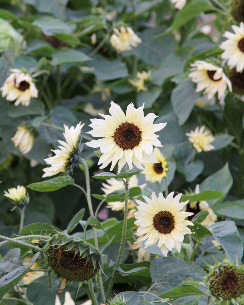 Bluehende Pflanze Sonnenblume - Helianthus annuus F1 `Buttercream` aus der Gartenzauber-Saatgutserie