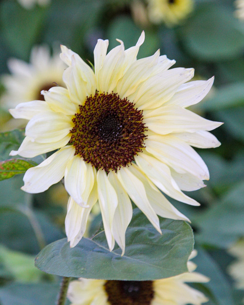 Bluehende Pflanze Sonnenblume - Helianthus annuus F1 `Buttercream` aus der Gartenzauber-Saatgutserie