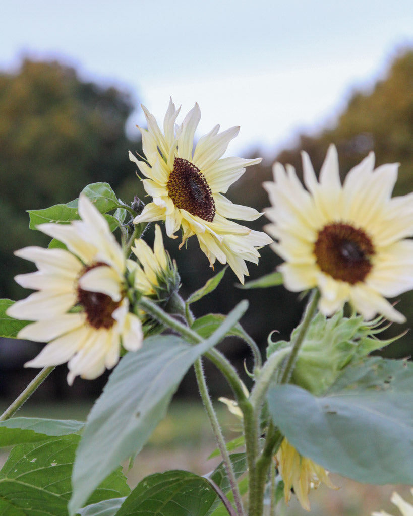 Bluehende Pflanze Sonnenblume - Helianthus annuus F1 `Buttercream` aus der Gartenzauber-Saatgutserie