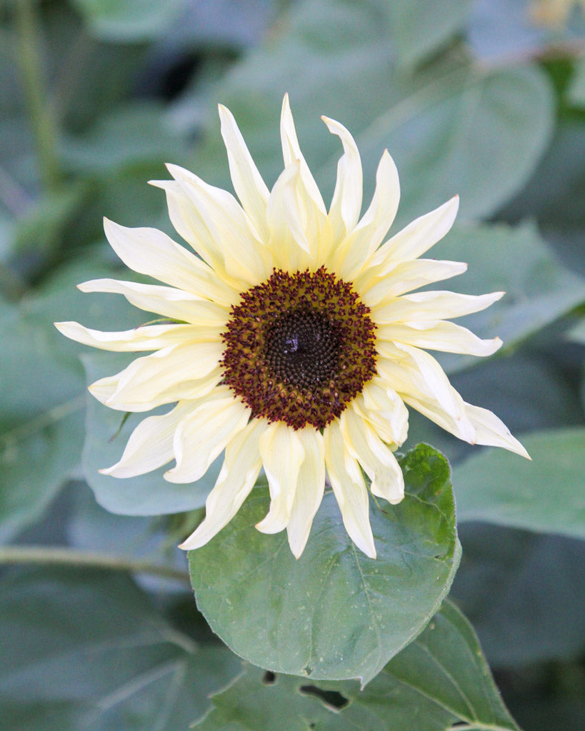 Bluehende Pflanze Sonnenblume - Helianthus annuus F1 `Buttercream` aus der Gartenzauber-Saatgutserie