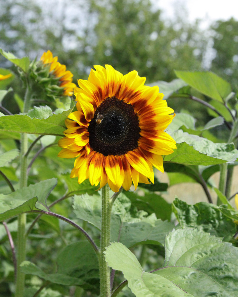 Bluehende Pflanze Sonnenblume - Helianthus annuus F1 `Pro Cut Bicolor` aus der Gartenzauber-Saatgutserie