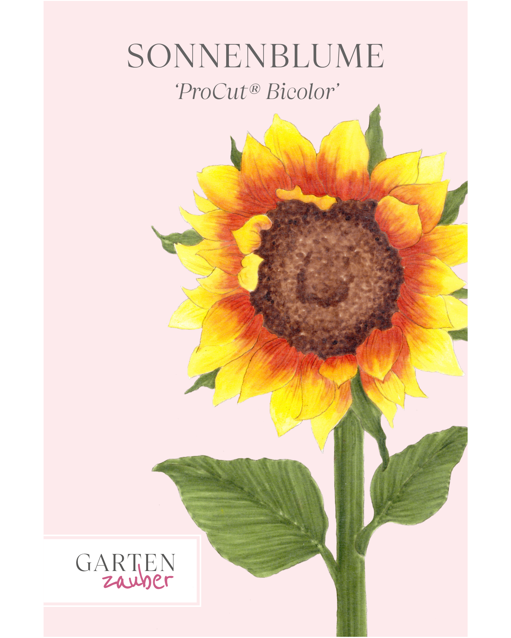 Vorderseite der Saatguttüte Sonnenblume ‘ProCut® Bicolor’ – Helianthus annuus F1 mit handgezeichneter Illustration der zweifarbigen Blütenblätter, die von sattem Gelb in den Spitzen zu dunklem Rot und einer dunkelbraunen Mitte verlaufen, aus der Gartenzauber-Saatgutserie.