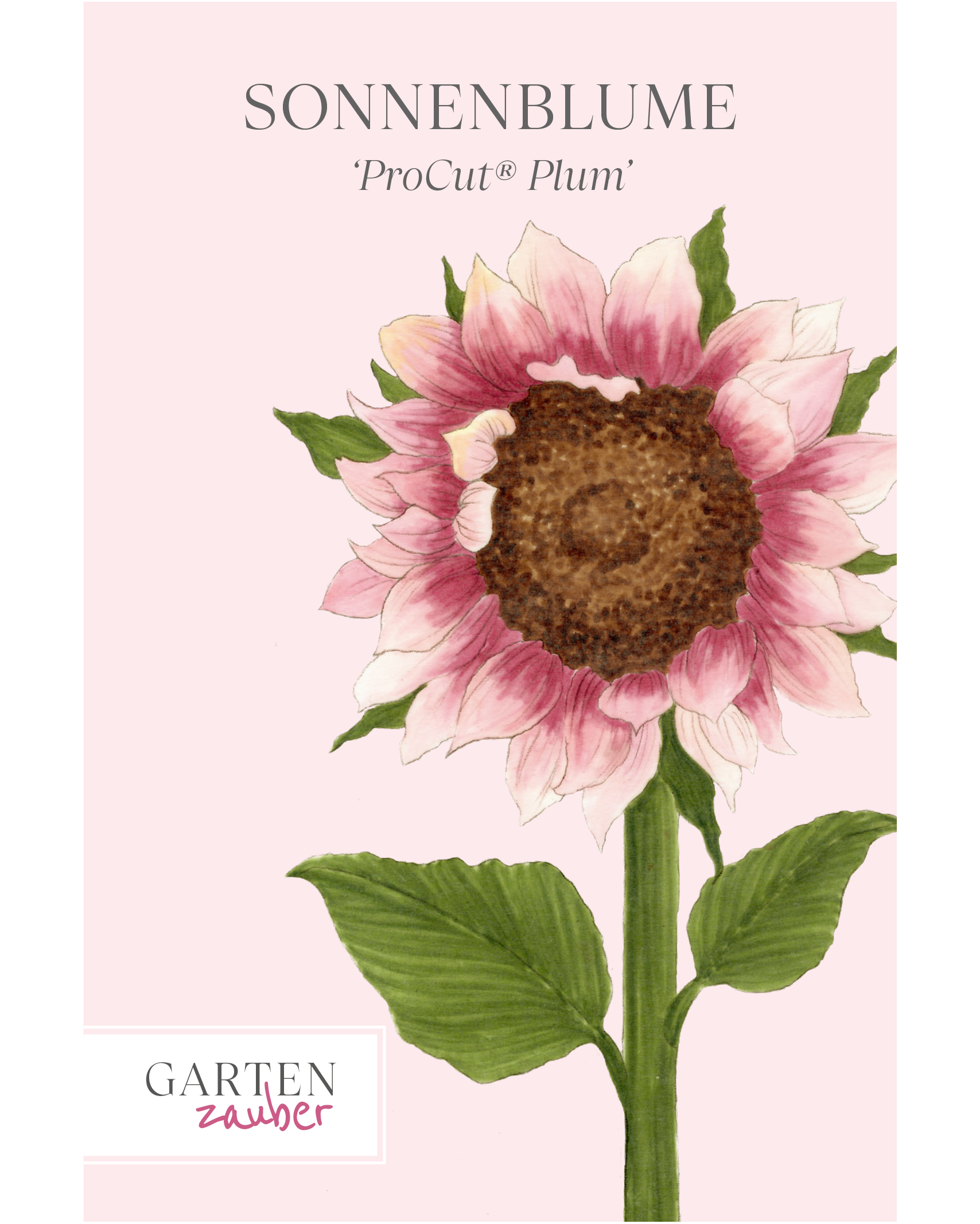 Vorderseite der Saatguttüte Sonnenblume ‘ProCut® Plum’ – Helianthus annuus F1 mit handgezeichneter Illustration der weinrot nach hellgelb verlaufenden Blütenblätter und der dunkelbraunen Mitte aus der Gartenzauber-Saatgutserie.