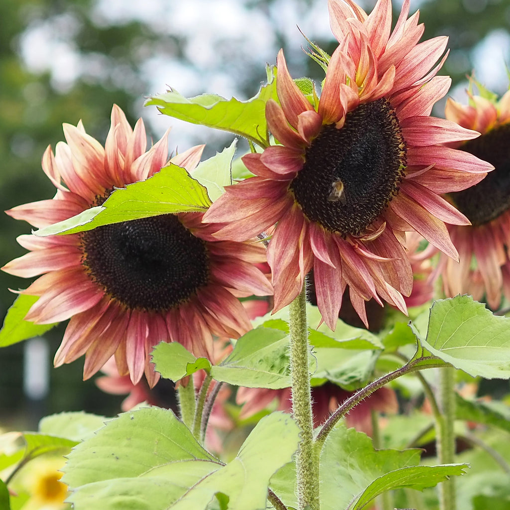 Bluehende Pflanze Sonnenblume - Helianthus annuus F1 `Pro Cut Plum` aus der Gartenzauber-Saatgutserie