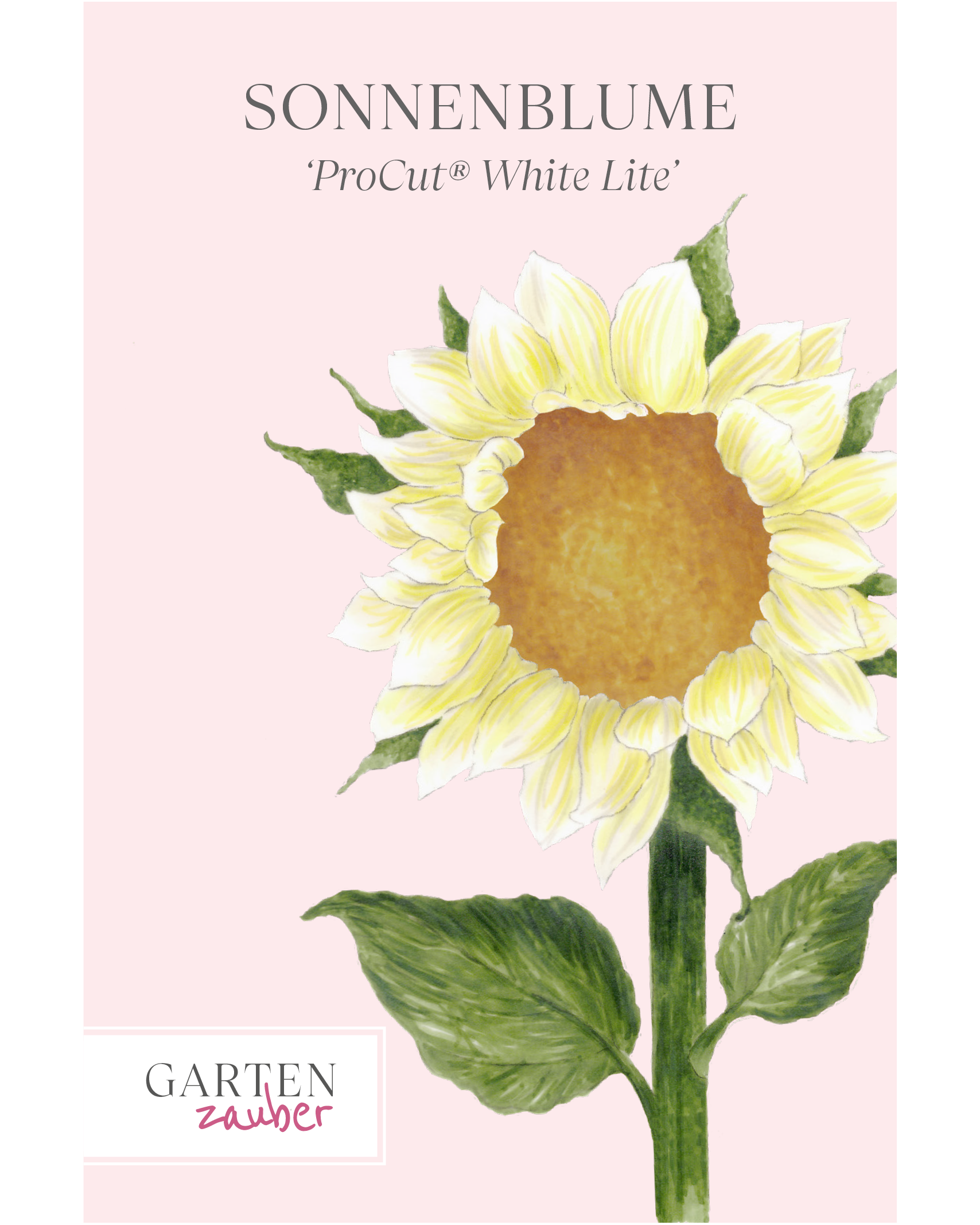 Vorderseite der Saatguttüte Sonnenblume ‘ProCut® White Lite’ – Helianthus annuus F1 mit handgezeichneter Illustration der blassen cremegelben Blütenblätter und der hellgoldgrünen Mitte aus der Gartenzauber-Saatgutserie.