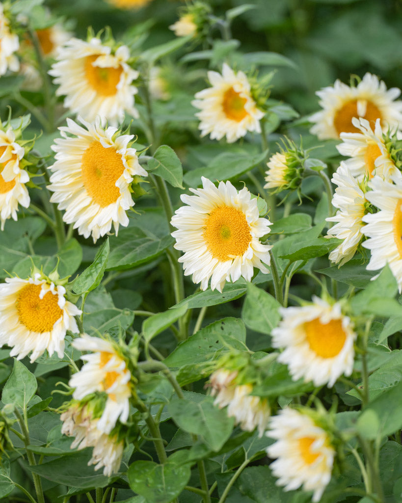 ansicht-bluehende-pflanze-sonnenblume-helianthus-annuus-`pro-cut-white-lite`-f1-aus-der-gartenzauber-saatgutserie