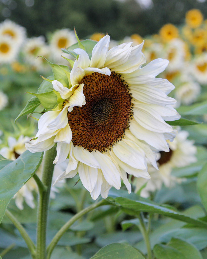 ansicht-bluehende-pflanze-sonnenblume-helianthus-annuus-`pro-cut®-white-nite`-f1-aus-der-gartenzauber-saatgutserie