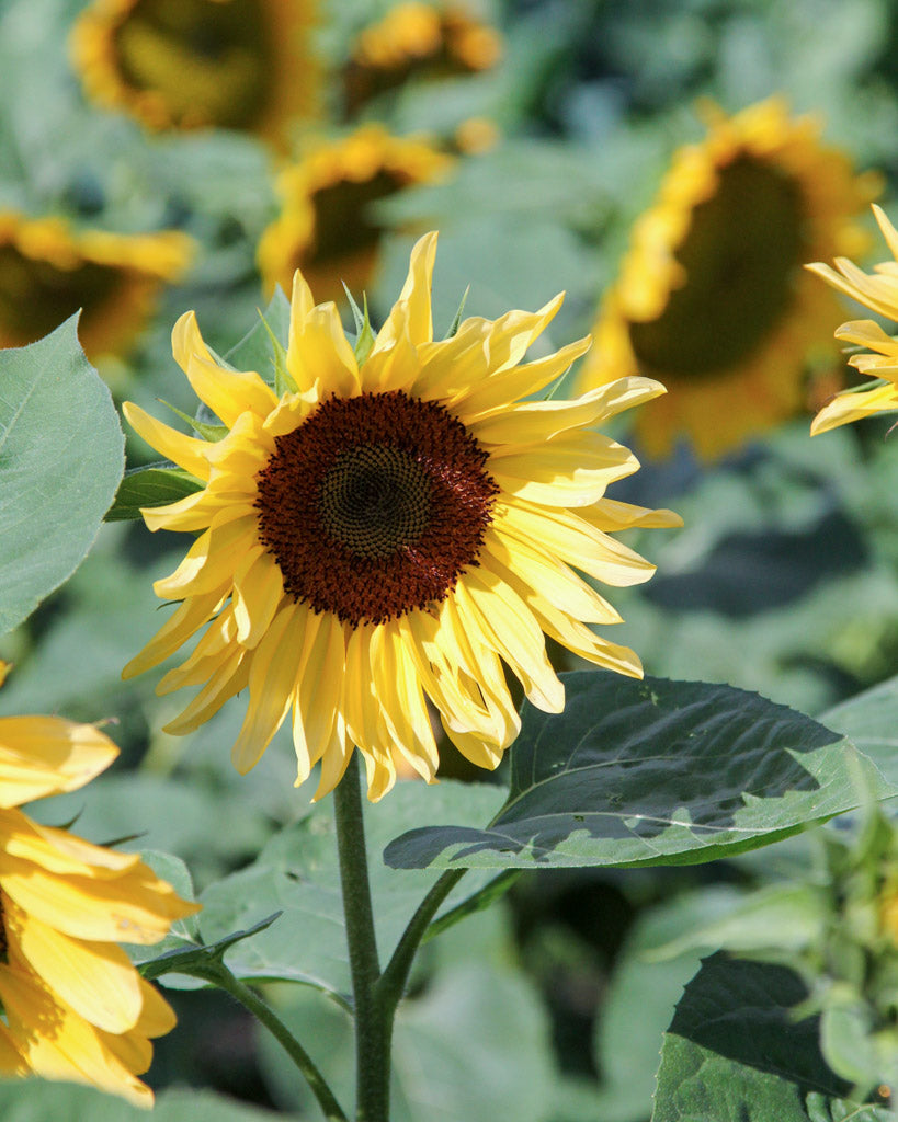 Mehrere Blüten der Sonnenblume (Helianthus annuus F1 ‘ProCut® Peach’) mit pfirsichfarbenen Blütenblättern und dunkelbrauner Mitte blühend im Gartenbeet, eine im Vordergrund.