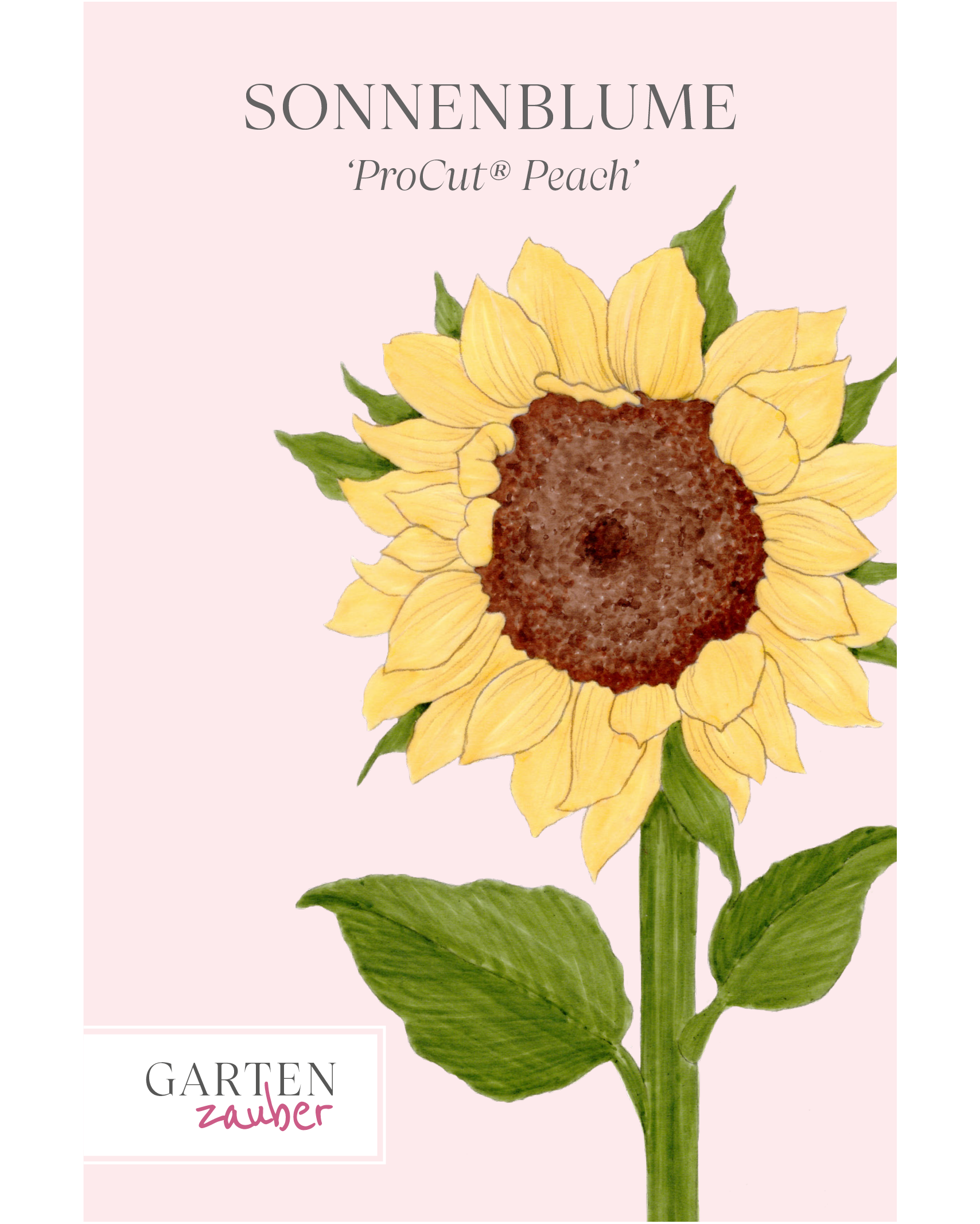 Vorderseite der Saatguttüte Sonnenblume ‘ProCut® Peach’ – Helianthus annuus F1 mit handgezeichneter Illustration der pfirsichfarbenen Blütenblätter und der dunkelbraunen Mitte aus der Gartenzauber-Saatgutserie.