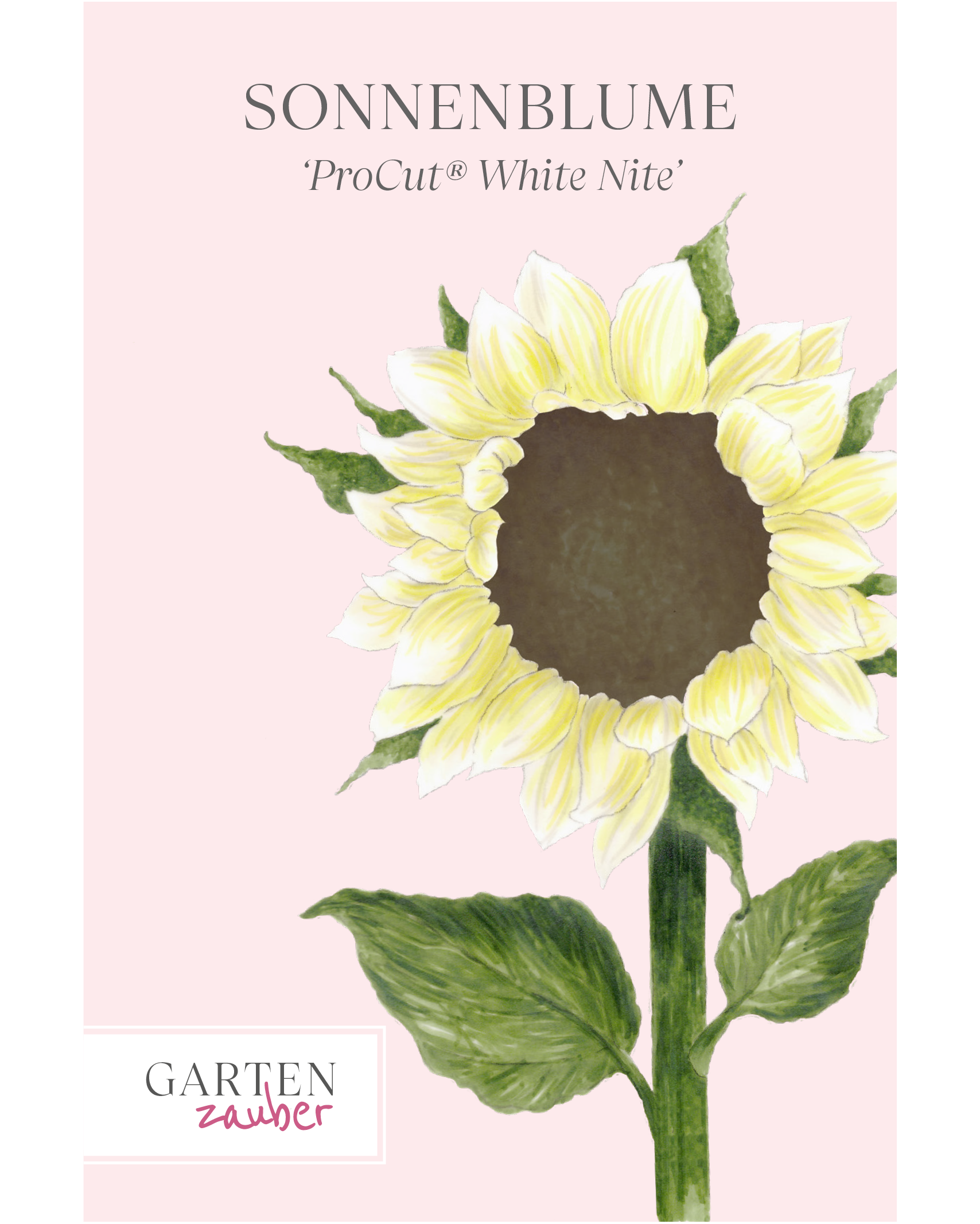 „Vorderseite der Saatguttüte Sonnenblume ‘Pro Cut® White Nite’ – Helianthus annuus F1 mit handgezeichneter Illustration der fast weißen Blütenblätter, leicht von Hellgelb umringt, und der dunkelbraunen Mitte aus der Gartenzauber-Saatgutserie.