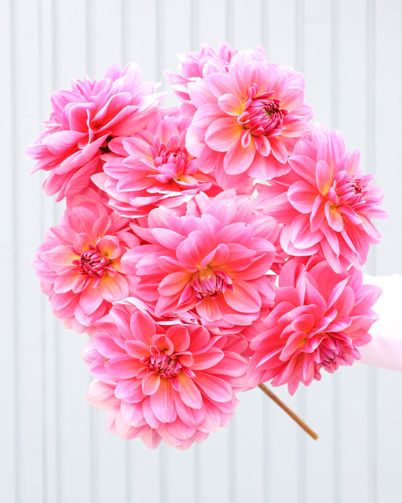 Ein Dahlienstrauß der Sorte Southern Belle vor einem hellblauen Hintergrund.